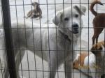 70 chiens à sauver avant le 20 janvier! Maya1010-3b2173a